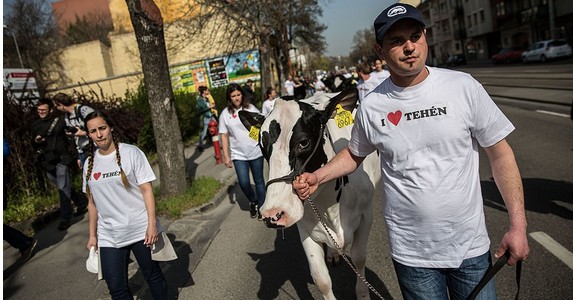 A Tesco előtt tüntetnek a tejtermelők