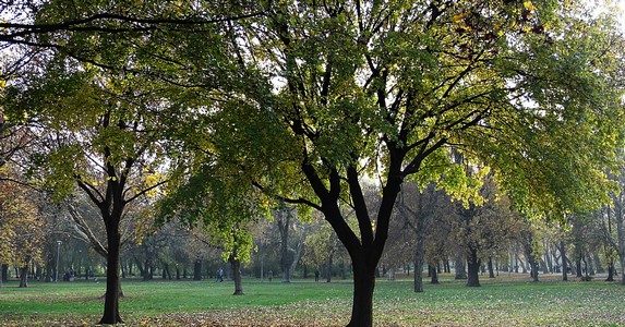 Le a láncfűrészekkel: összefognak a fairtások ellen