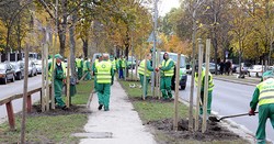  Tízezer új fát ültetnek Budapesten 