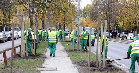  Tízezer új fát ültetnek Budapesten 