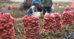 Elfogyott a hazai burgonya, egekbe szökött a krumpli ára