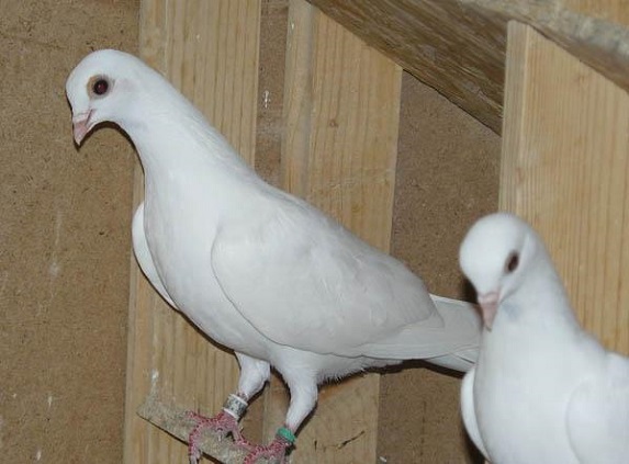 Magyarország után Európát is meghódították a csepeli hófehér galambok